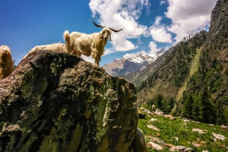 Kasol