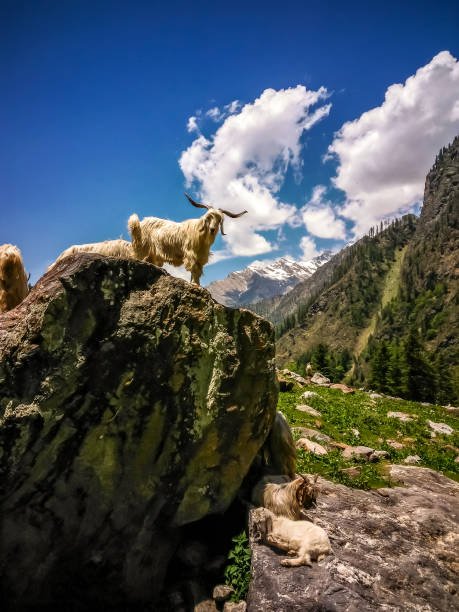 Kasol